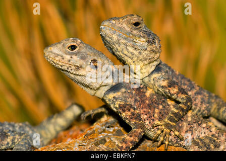 Roughtail Rock Agama agama, circaète Jean-le-blanc (Laudakia stellio salehi), portrait de deux Roughtail Rock Agama Banque D'Images