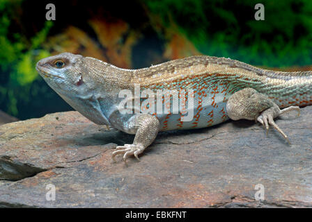 Curlytail à flancs rouges, Haïtien lézard curly-queue (Leiocephalus schreibersii), homme Banque D'Images