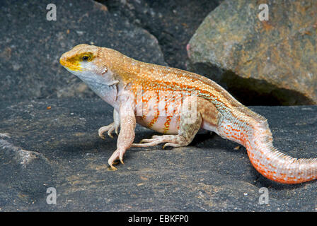 Curlytail à flancs rouges, Haïtien lézard curly-queue (Leiocephalus schreibersii), homme Banque D'Images