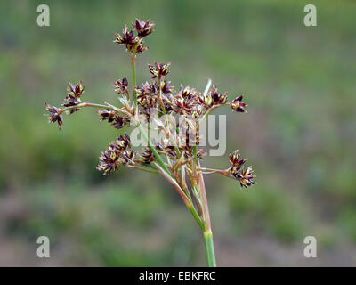 Sharp-flowered (Juncus acutiflorus), inflorescence, Allemagne Banque D'Images