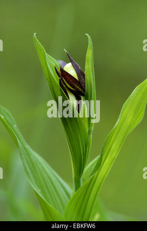 Lady's Slipper orchid (Cypripedium calceolus), en bouton, Allemagne Banque D'Images