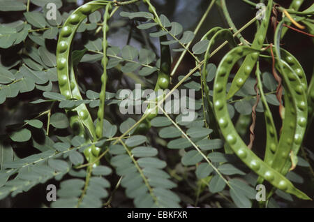 La sandale rouge, bois de santal rouge, Saga, Coralwood arbre graine, Arbre de santal (Adenanthera pavonina), avec des fruits Banque D'Images