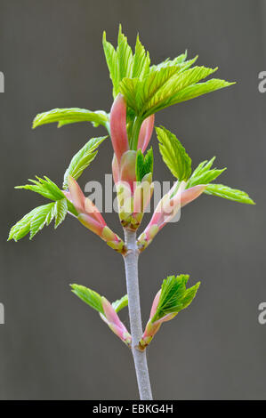 L'érable sycomore, grand érable (Acer pseudoplatanus), l'analyse des feuilles d'un jeune érable sycomore, Allemagne Banque D'Images