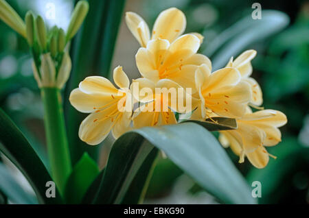 Clivia miniata (lis kaffir 'Citrina', Clivia miniata citrina) cultivar à fleurs jaunes, Banque D'Images