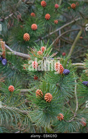 Palebark pin de Bosnie, pin (Pinus leucodermis, Pinus heldreichii), de la direction générale avec les cônes et de l'inflorescence mâle Banque D'Images