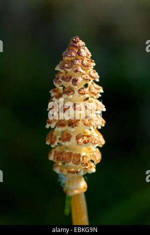 La prêle des champs (Equisetum arvense), cône, Norvège, Tromsoe Banque D'Images