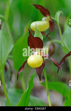 Lady's Slipper orchid (Cypripedium calceolus), blooming, Allemagne Banque D'Images