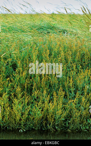 Le pourpier de mer (Atriplex portulacoides Halimione portulacoides,), la floraison, l'Allemagne, Schleswig-Holstein Banque D'Images