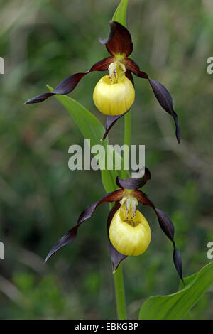 Lady's Slipper orchid (Cypripedium calceolus), avec deux fleurs, l'Italie, le Tyrol du Sud Banque D'Images