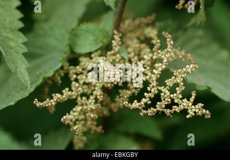 L'ortie (Urtica dioica), les inflorescences mâles, Allemagne Banque D'Images