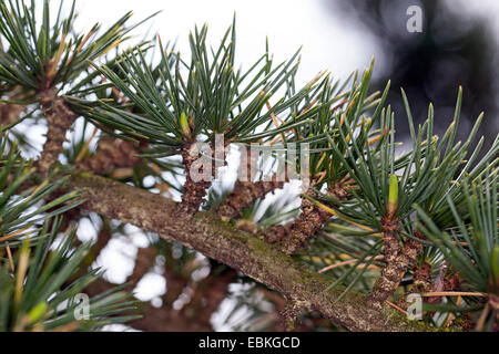 Cèdre du Liban, Cedrus libani (cèdre du Liban, Cedrus libanotica), rameau long avec les tiges courtes Banque D'Images