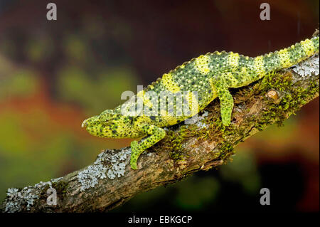 Meller's chameleon (Chamaeleo melleri), assis sur une branche moussue Banque D'Images