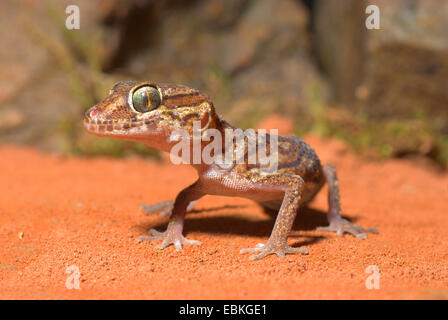 La masse, Big-Headed Madagascar Gecko gecko (Paroedura pictus, Paroedura picta), sur le sable rouge Banque D'Images