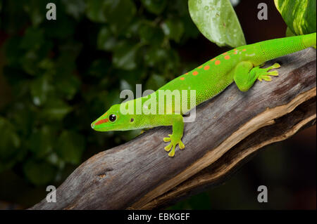 Gecko géant de Madagascar (Phelsuma madagascariensis jour grandis, Phelsuma grandis), sur une branche Banque D'Images