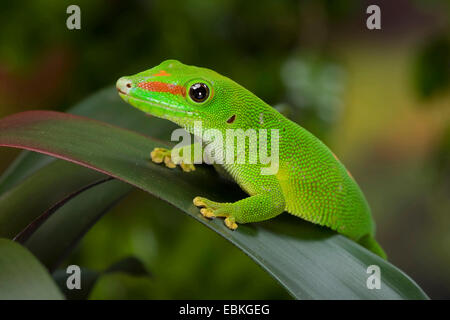 Gecko géant de Madagascar (Phelsuma madagascariensis jour grandis, Phelsuma grandis), assis sur une feuille Banque D'Images