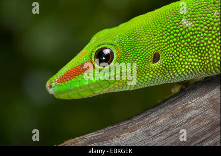 Gecko géant de Madagascar (Phelsuma madagascariensis jour grandis, Phelsuma grandis), portrait, side view Banque D'Images