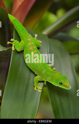 Gecko géant de Madagascar (Phelsuma madagascariensis jour grandis, Phelsuma grandis), assis sur une feuille Banque D'Images