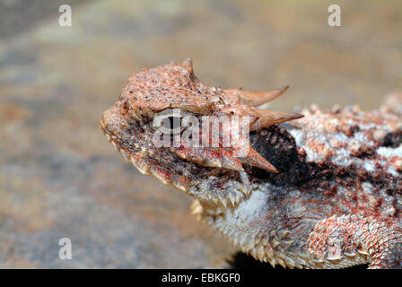 Désert (Phrynosoma platyrhinos), portrait Banque D'Images