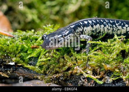 Salamandre visqueuse, gluante du nord (salamandre Plethodon glutinosus), assis sur la mousse Banque D'Images