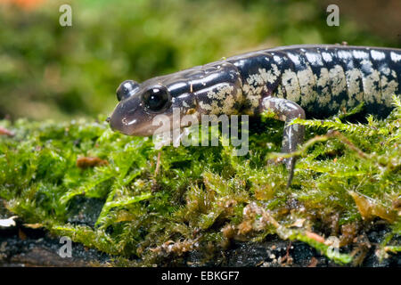 Salamandre visqueuse, gluante du nord (salamandre Plethodon glutinosus), assis sur la mousse Banque D'Images