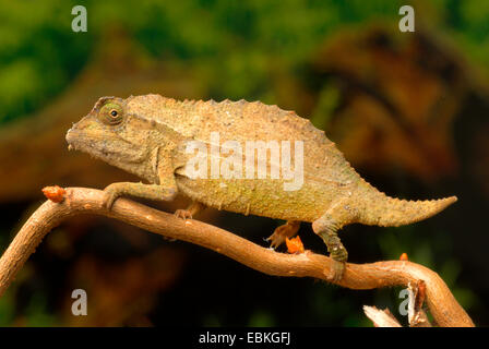 Le moignon (Caméléon Rieppeleon brevicaudatus), sur une branche Banque D'Images