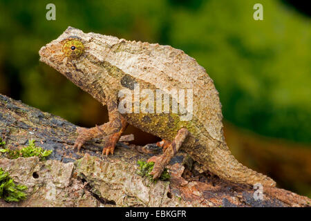 Le moignon (Caméléon Rieppeleon brevicaudatus), assis sur une branche Banque D'Images