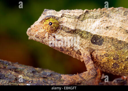 Le moignon (Caméléon Rieppeleon brevicaudatus), portrait Banque D'Images