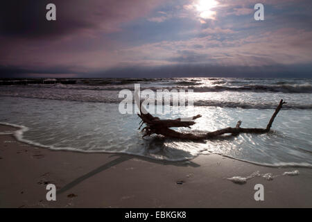 Driftwood couché dans le surf sur la plage de sable en face du soleil couchant, l'Allemagne, de Mecklembourg-Poméranie occidentale, Wustrow Banque D'Images