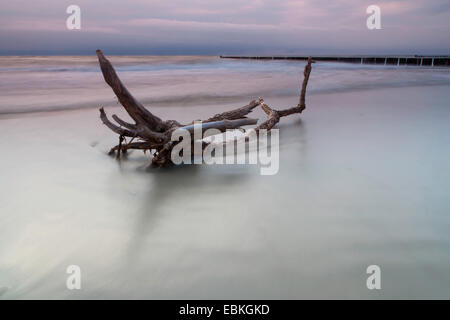 Driftwood couché dans le surf sur la plage de sable dans la lumière du soir, l'Allemagne, de Mecklembourg-Poméranie occidentale, Wustrow Banque D'Images