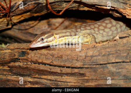 Moniteur de pygmées à queue épineuse, Ridge, Ridgetail à queue monitor moniteur (Varanus acanthurus), portrait Banque D'Images