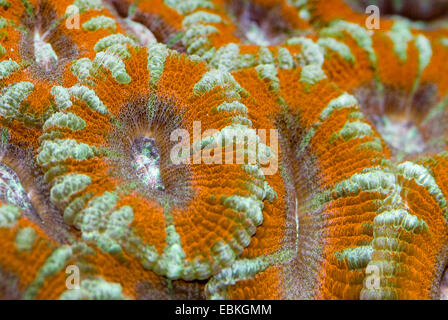 Acanthastrea lordhowensis (coraux durs), close-up view Banque D'Images