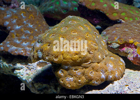 Coraux durs (Acanthastrea spec.), close-up view Banque D'Images