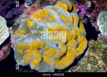 Coraux durs (Acanthastrea spec.), close-up view Banque D'Images