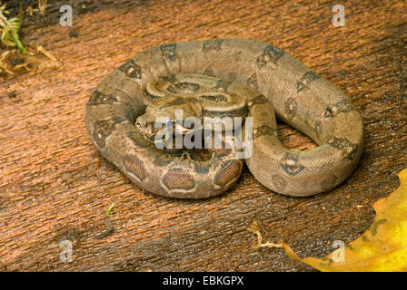 Red-tailed Boa constrictor (Boa constrictor), rolled-up Banque D'Images