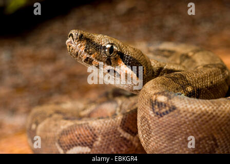 Red-tailed Boa constrictor (Boa constrictor), portrait Banque D'Images