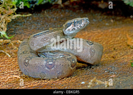 Red-tailed Boa constrictor (Boa constrictor), rolled-up Banque D'Images