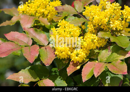 Oregongrape à feuilles de houx, de l'oregon, raisin-oregongrape oregongrape brillant, de hauteur, de raisin de montagne (Mahonia aquifolium), Direction générale de la floraison, Allemagne Banque D'Images