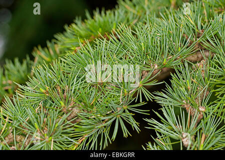 Cèdre du Liban, Cedrus libani (cèdre du Liban, Cedrus libanotica), de la direction générale Banque D'Images