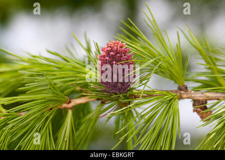 Le mélèze commun européen, mélèze (Larix decidua, Larix europaea), jeunes pousses et fleurs de cône, Allemagne Banque D'Images