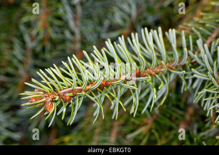 Épinette de Serbie (Picea omorika), de la direction générale Banque D'Images