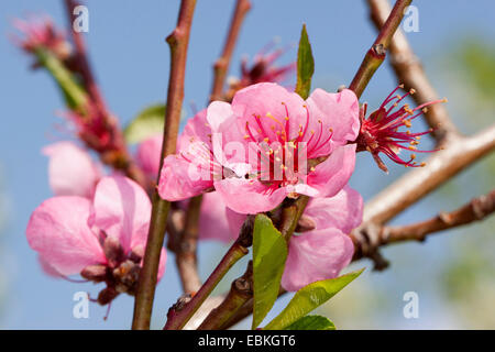 Pêche (Prunus persica var. persica), fleurs Banque D'Images