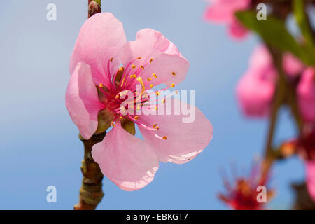 Pêche (Prunus persica var. persica), fleurs Banque D'Images