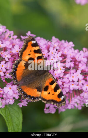 Petite écaille (Aglais urticae), suçant à papillons violet, Buddleja davidii, Allemagne Banque D'Images