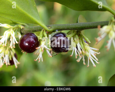 Sarcococca humilis (Fort doux, Sarcococca hookeriana var. humilis), avec la direction générale de l'anf fleurs fruits Banque D'Images