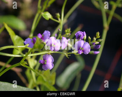 Faux la salsepareille, Violet pois corail, Happy wanderer, les lilas, Waraburra (Hardenbergia violacea), inflorescence Banque D'Images