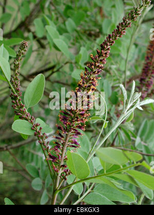 Faux indigo-bush, faux désert (indigo Amorpha fruticosa), blooming Banque D'Images