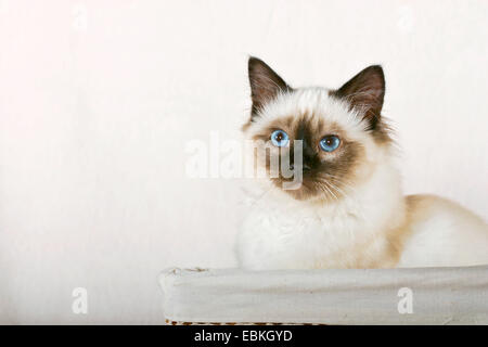 Chat Sacré de Birmanie, Birman (Felis silvestris catus). f, couché dans un panier chat blanc Banque D'Images