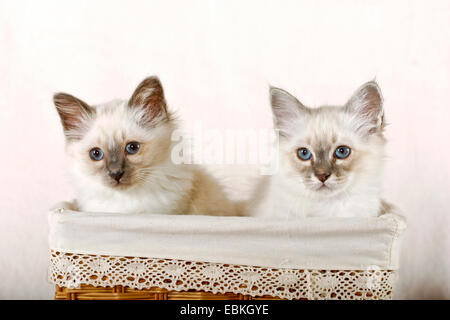 Chat Sacré de Birmanie, Birman (Felis silvestris catus) f., deux chaton assis dans un panier blanc Banque D'Images