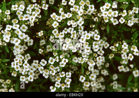 Alison Sweet, Sweet Alyssum, littoral Lobularia maritima (Lobularia 'Snow Crystal', Lobularia maritima cristal de neige), le cultivar cristal de neige Banque D'Images