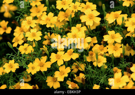 Marigold citron, Signet tagete (Tagetes tenuifolia Lulu, Tagetes signata Lulu), le cultivar Lulu, blooming Banque D'Images